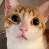 olacomoestanesperoquesi