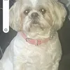 lizzytintin1