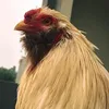 khoaimon216