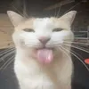 dechlition