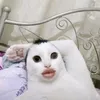 miulelatte