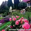 virksingh7