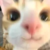 mesamonth