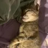 gemma_2810