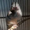 kutilangjaguar