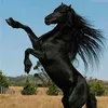 galla_gul2