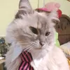 sailorfrixx