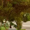 aslanmurad9
