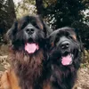 Kobi_the_leonberger