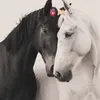 fayza837