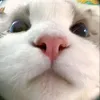 aldyainunhariri
