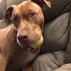 pitbulls4life420