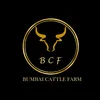 Bumbai Cattle Farm1