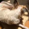 ju_cinamo