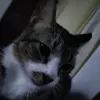 screaming_roomba