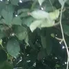 vietnamne04