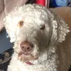 theodore_edmund_bear