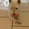 quetico