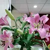 my_nhung_1986