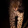 salha_104