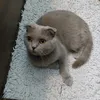 nikki_771
