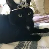 hectoclito