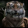 abilaihan_777