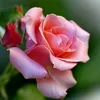 tania_z16