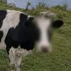 bruxabodabeice