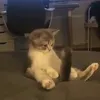 suckurdick4