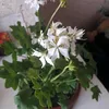 distali_menya
