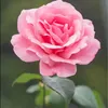 lrr.0322
