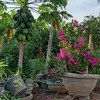 thithaopham79352