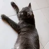 ambarrini49