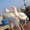 khanklabjani