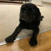 layla_maycmp123