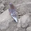 dawlar89