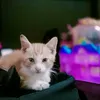 maygappy