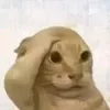 dmsss_828