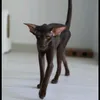 mishu.3.3.3