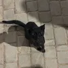 🐈‍⬛