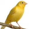 peeep99