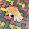 _bunga0871
