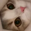 kittencatsn