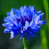 ll.toilatoi