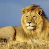 leoneilir