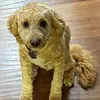 travisandmydogriley