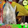 liarfish