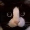 soieltiktok