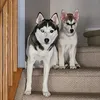 oakleyhugohuskys